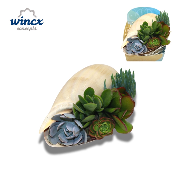 <h4>Concepts® - Uniqueshells 'melo' (xl) Concepts®</h4>