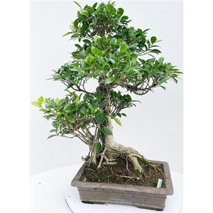 Ficus retusa, pot 38cm. ( Height 75cm. single item)