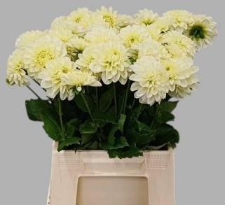 <h4>DAHL DEC POLAR ICE</h4>