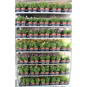 OSTEO SENORITAS MIXK