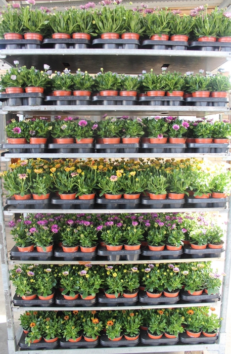 <h4>OSTEO SENORITAS MIXK</h4>