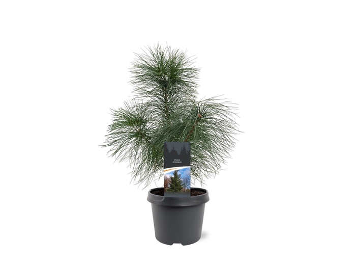 <h4>Pinus strobus</h4>