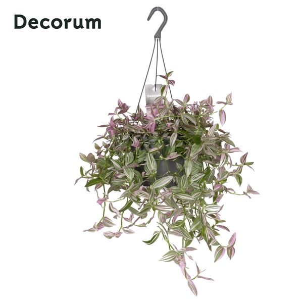 <h4>Tradescantia fluminensis 'Pink Hill'</h4>