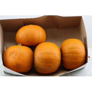 Sier Cuc P Maxima Halloween X4