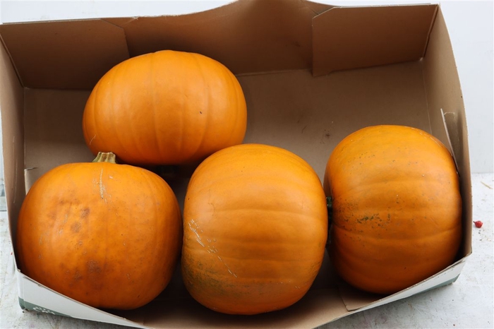 <h4>Sier Cuc P Maxima Halloween X4</h4>