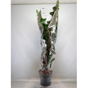 Alocasia   ...