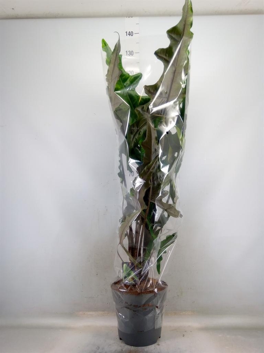 <h4>Alocasia   ...</h4>