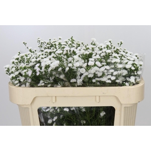 Aster White Gypsy