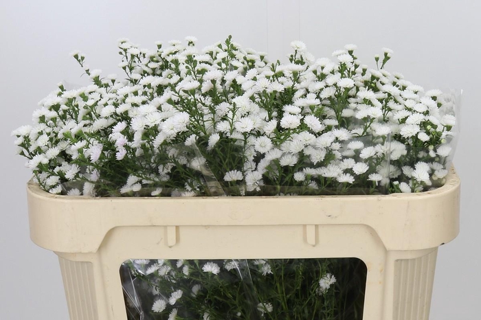 <h4>Aster White Gypsy</h4>