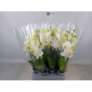 Phalaenopsis multi.   ...white