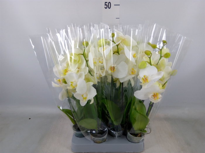 <h4>Phalaenopsis multi.   ...white</h4>