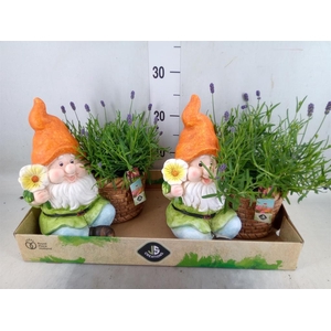 Arr.   Perkplanten L%