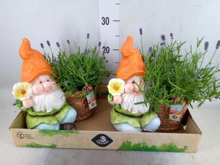 <h4>Arr.   Perkplanten L%</h4>