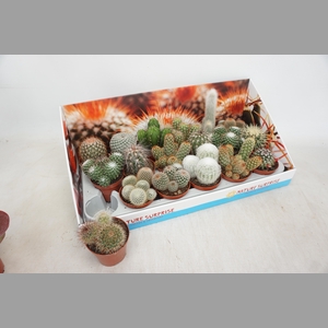 CACTUS GEM