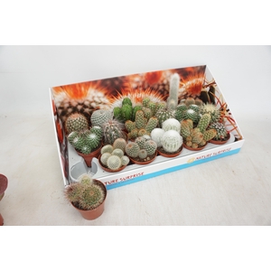 CACTUS GEM