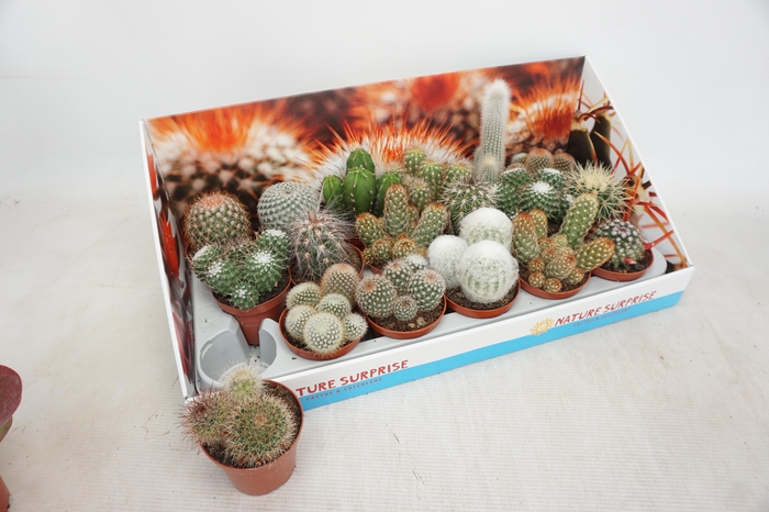 <h4>CACTUS GEM</h4>
