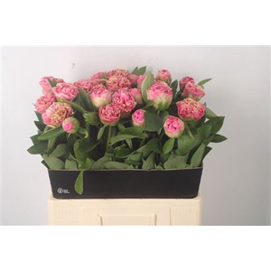 Paeonia Carnation Bouquet