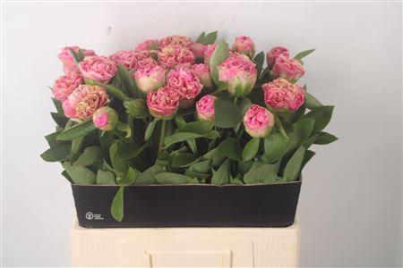 <h4>Paeonia Carnation Bouquet</h4>