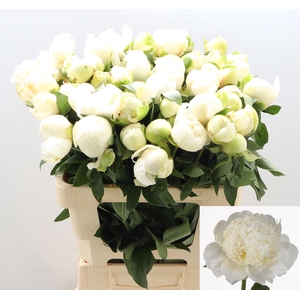 PAEO L BRIDAL SHOWER