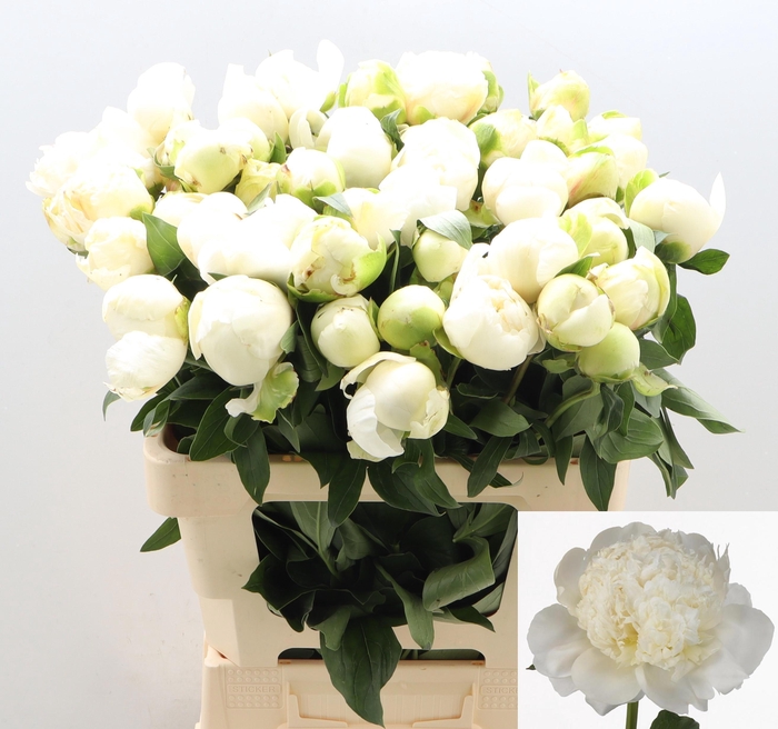 <h4>PAEO L BRIDAL SHOWER</h4>