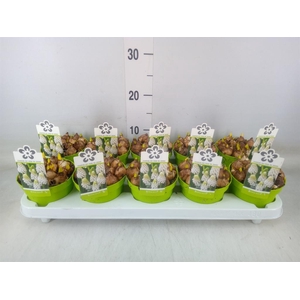 Muscari  'Magic White'