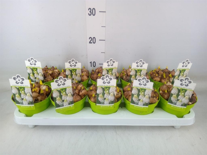 <h4>Muscari  'Magic White'</h4>