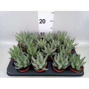 Aloe humilis