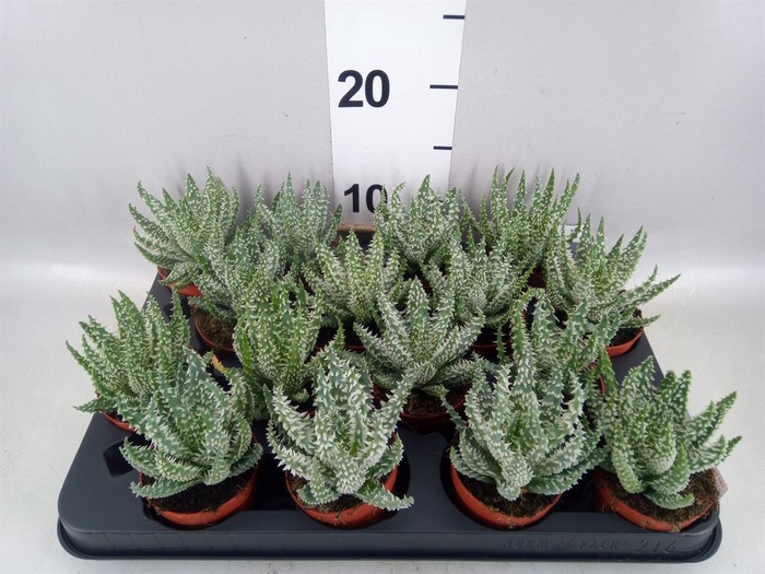 <h4>Aloe humilis</h4>