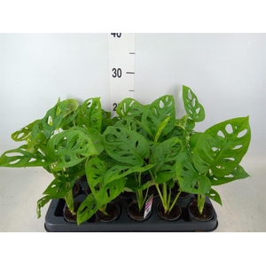 Monstera obliqua 'Monkey Mask'