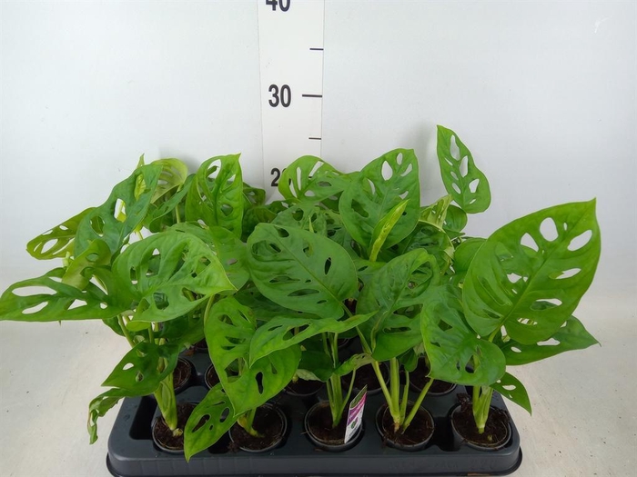 <h4>Monstera obliqua 'Monkey Mask'</h4>