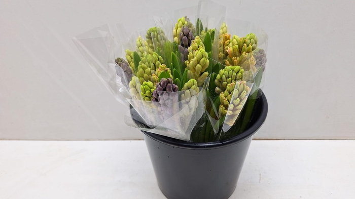 <h4>Mono Hyacint gem. in de bos x5</h4>