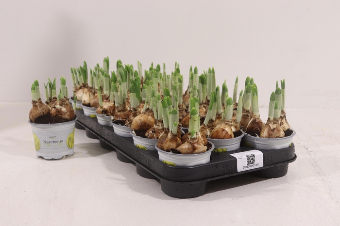 <h4>NARC O TETE A TETE</h4>