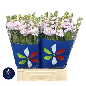 MATTH IRON CHERRY BL