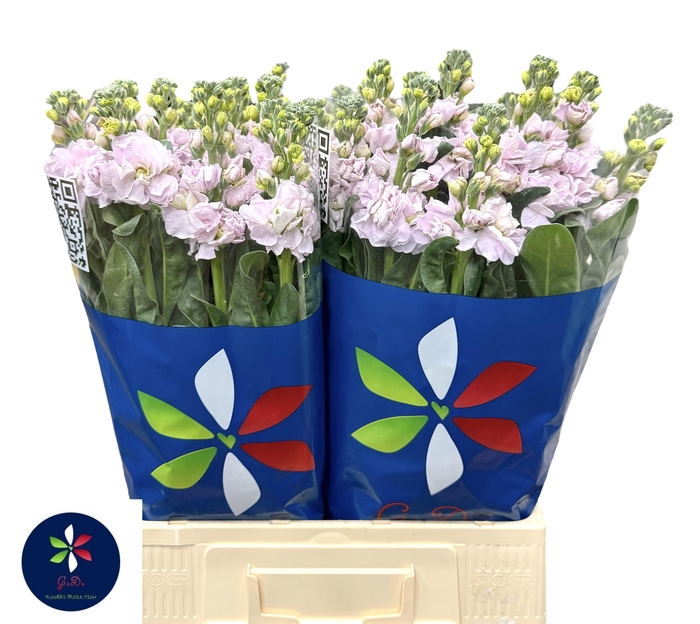 <h4>MATTH IRON CHERRY BL</h4>