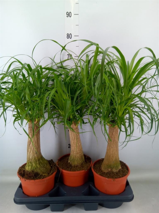 <h4>Beaucarnea recurvata</h4>
