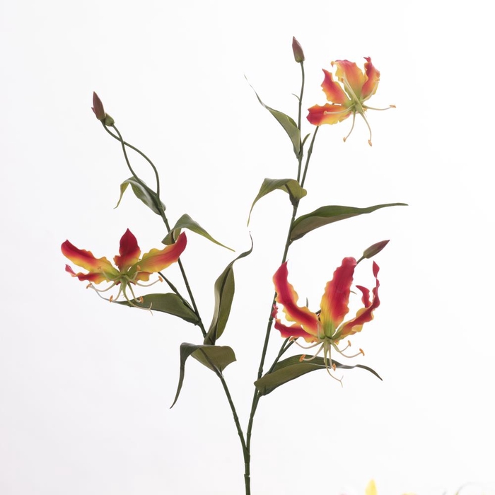 <h4>AF Gloriosa L92cm Beauty</h4>