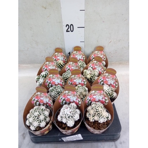 Mammillaria gracilis