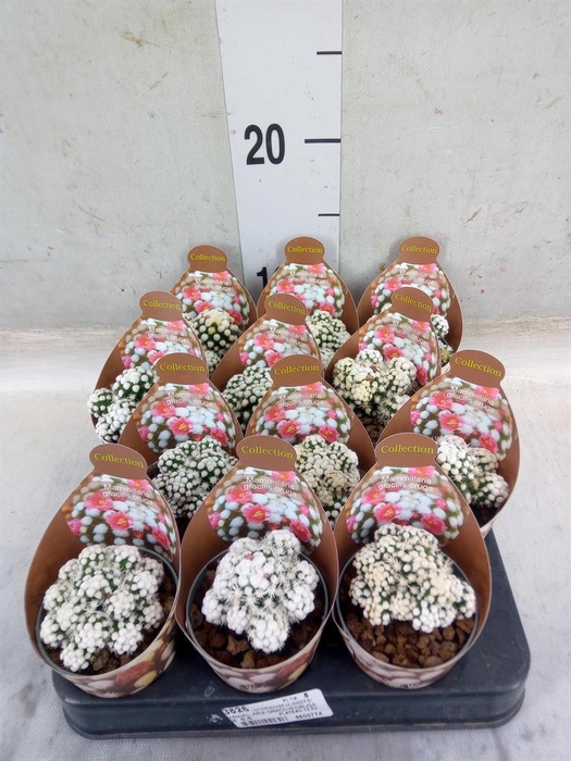 <h4>Mammillaria gracilis</h4>