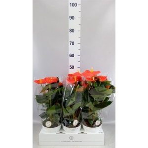 Anthurium andr. 'Orange Champion'