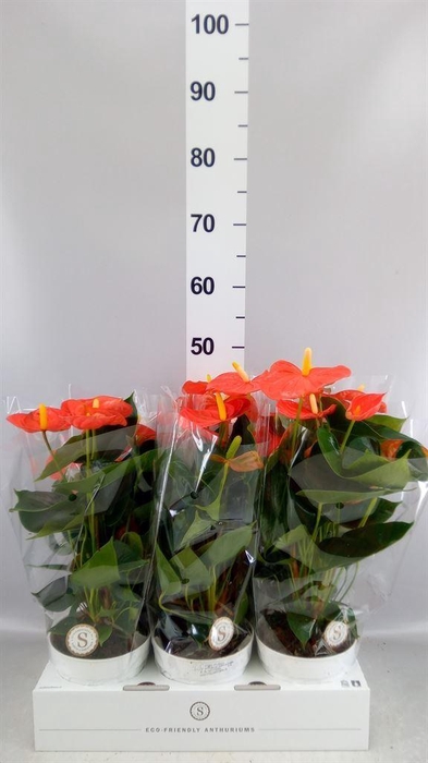 <h4>Anthurium andr. 'Orange Champion'</h4>