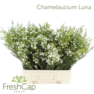 Chamelaucium unci. 'Luna'
