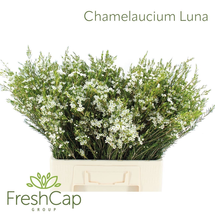 <h4>Chamelaucium unci. 'Luna'</h4>