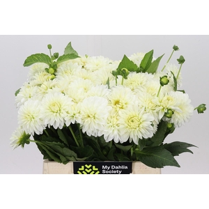 Dahlia White Cap