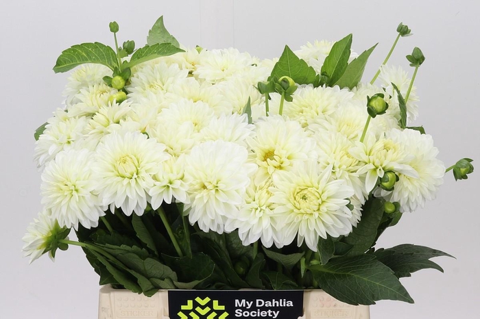 <h4>Dahlia White Cap</h4>