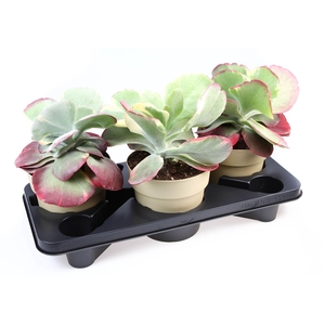 Kalanchoe NF thyrsiflora 'Red Lips'