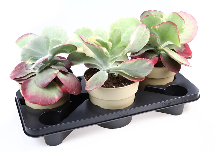 <h4>Kalanchoe NF thyrsiflora 'Red Lips'</h4>