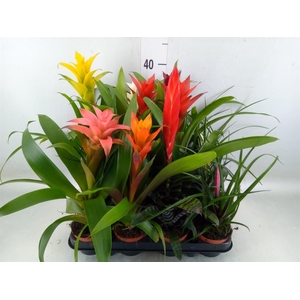 Bromelia   ...mix