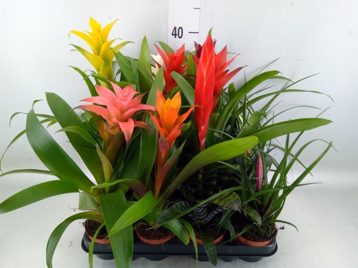 <h4>Bromelia ...mix</h4>
