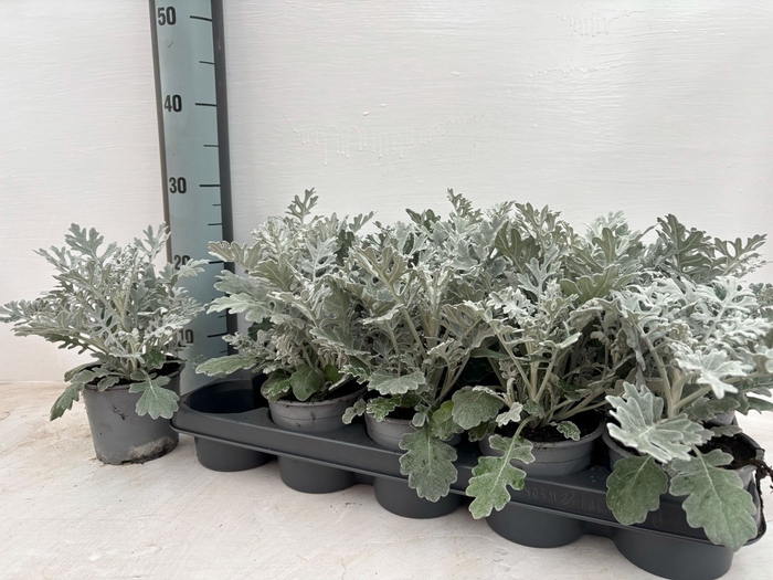 <h4>JACOBAEA MARITIMA</h4>
