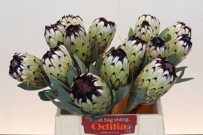 <h4>Protea Niobe</h4>